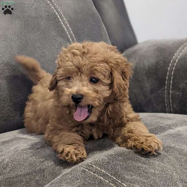 Valentino, Mini Goldendoodle Puppy